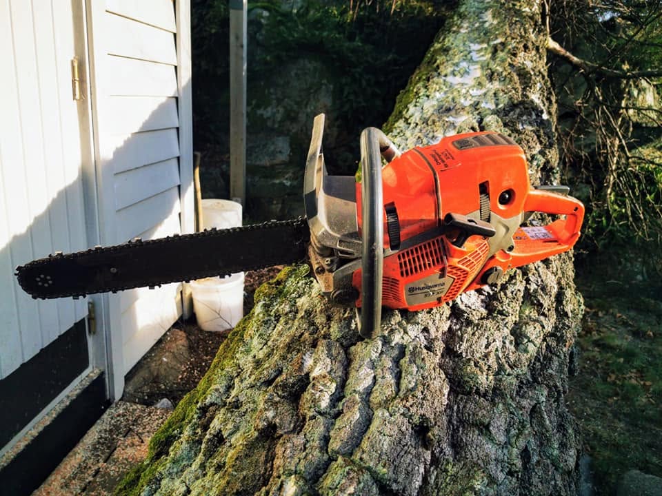 Trefelling i Vestfold