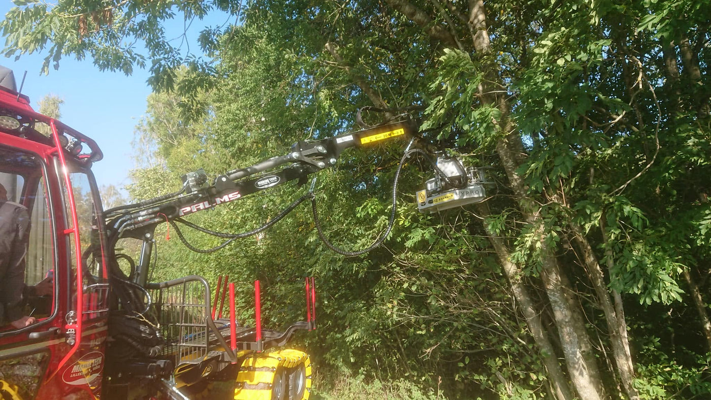 Når bør du beskjære trær i Vestfold for best trepleie?