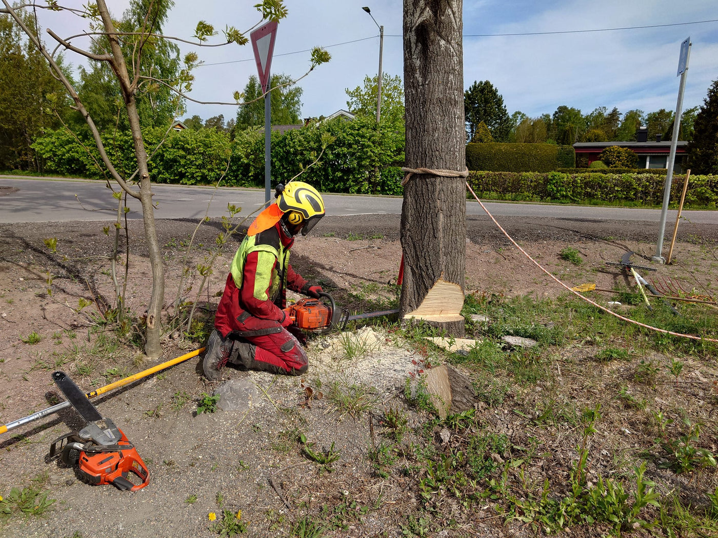 trefelling i Vestfold