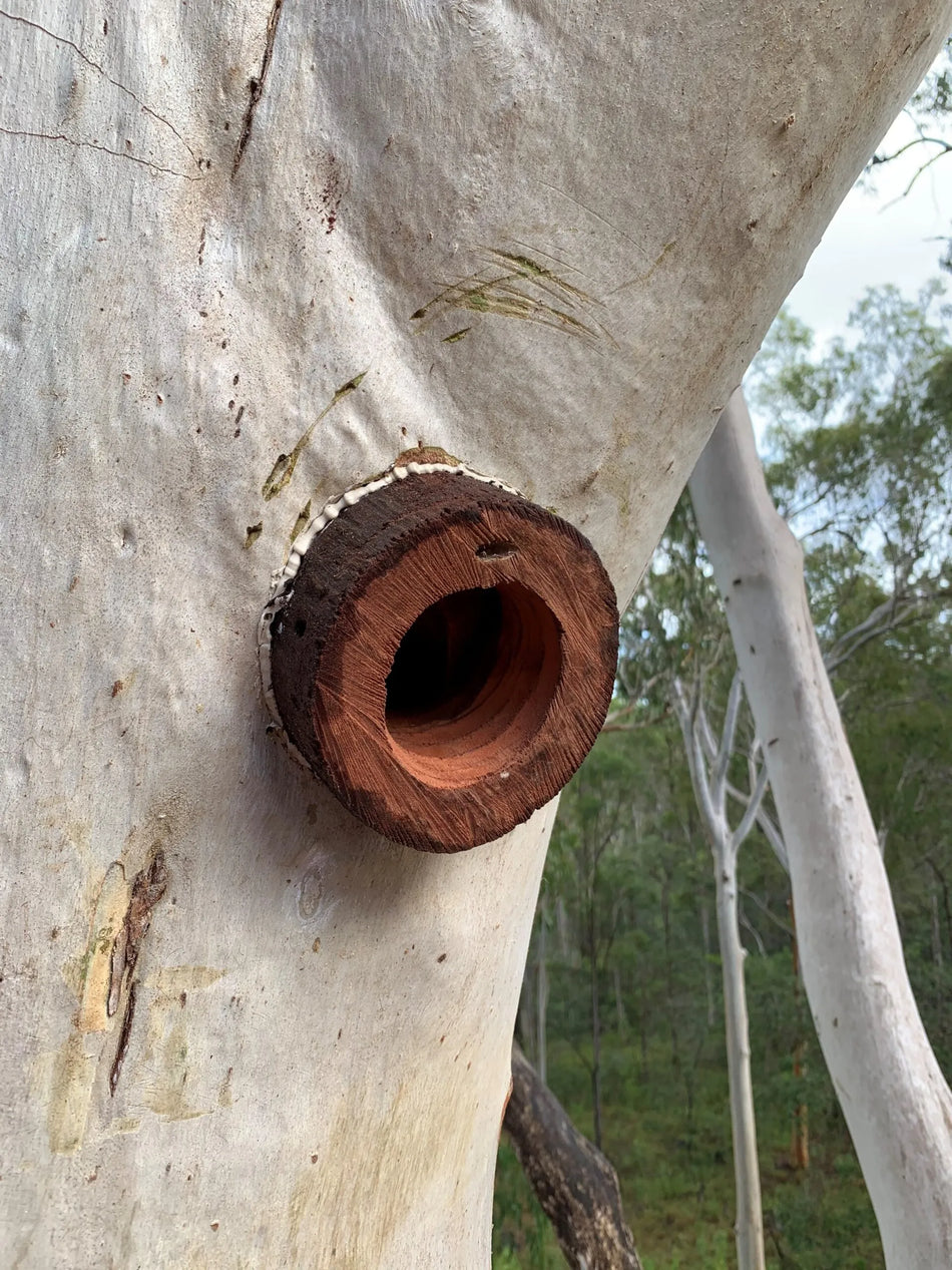 Hollowhog Piglet setup pack